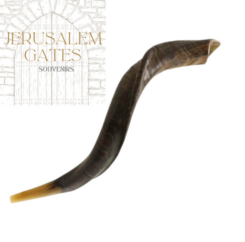 Yemenite Medium Natural Shofar (Medium)